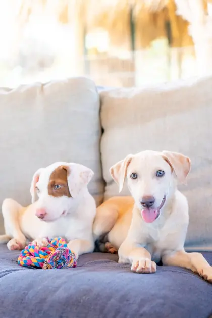 Rescue_Paws-43